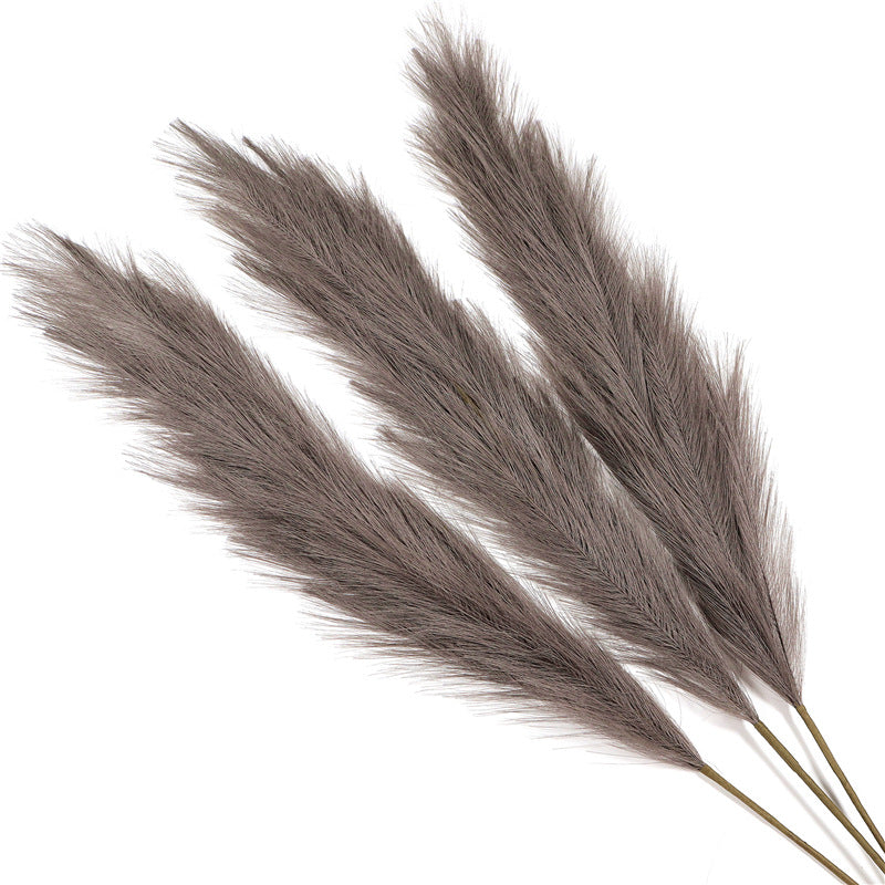 Natural Pampas Grass