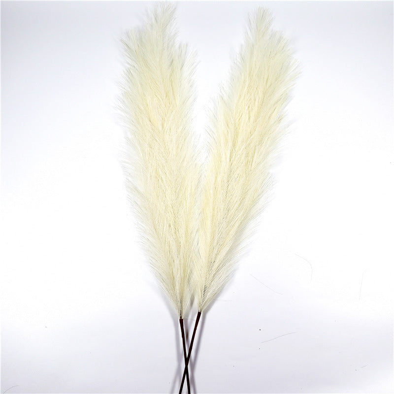 Natural Pampas Grass