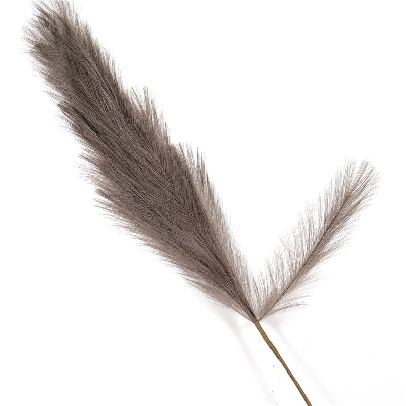 Natural Pampas Grass